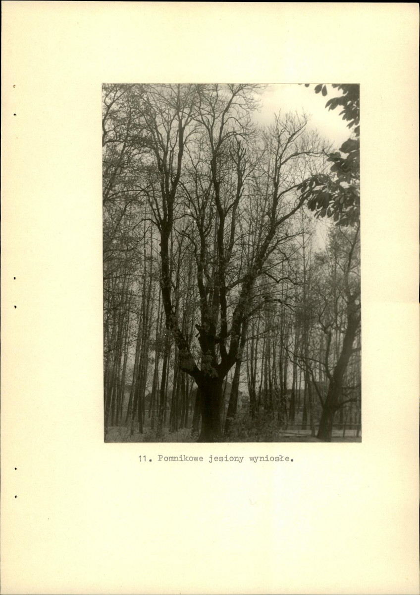 Ewidencja parkowa, skan nr 36