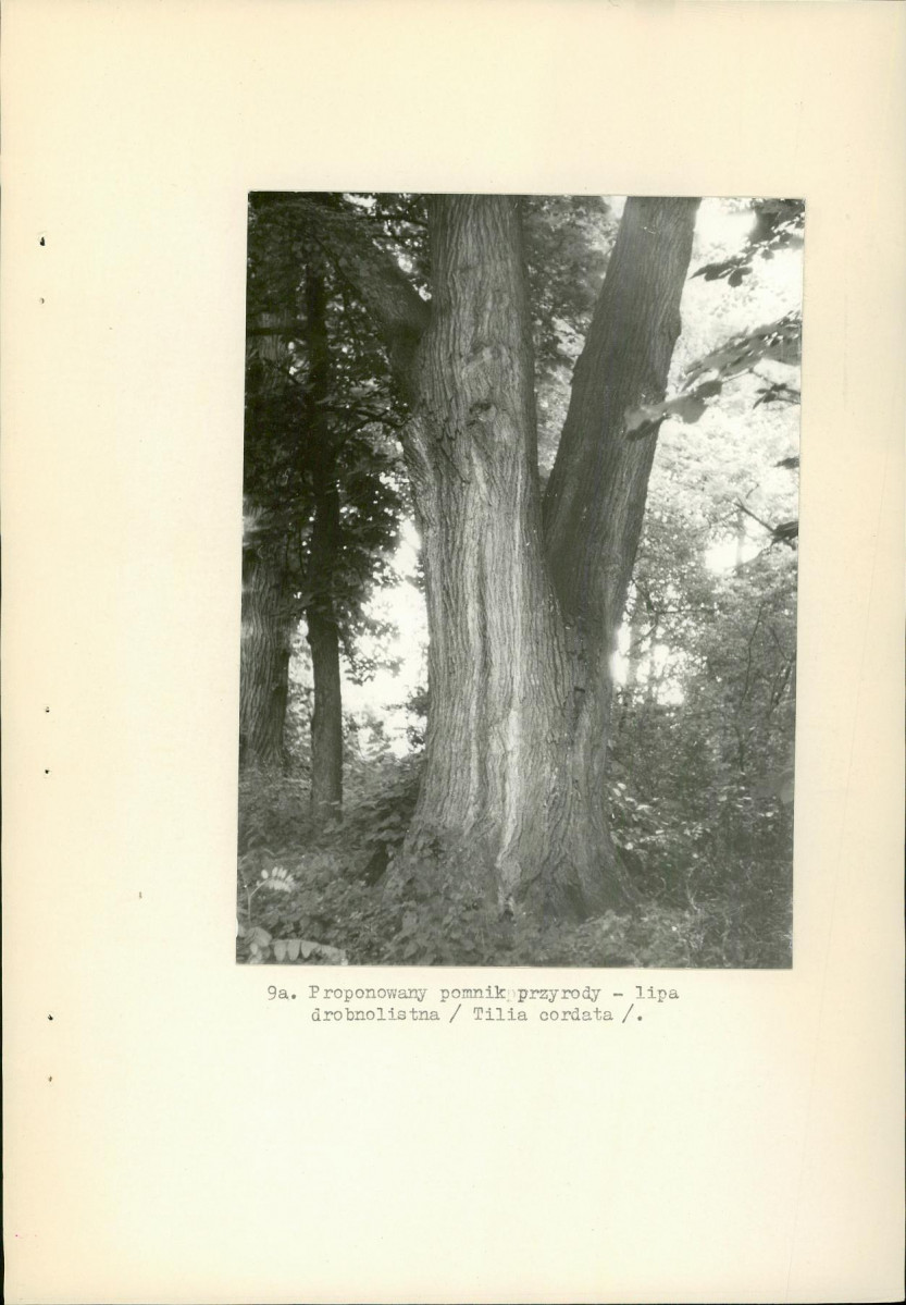 EP - Ewidencja parkowa, skan nr 35