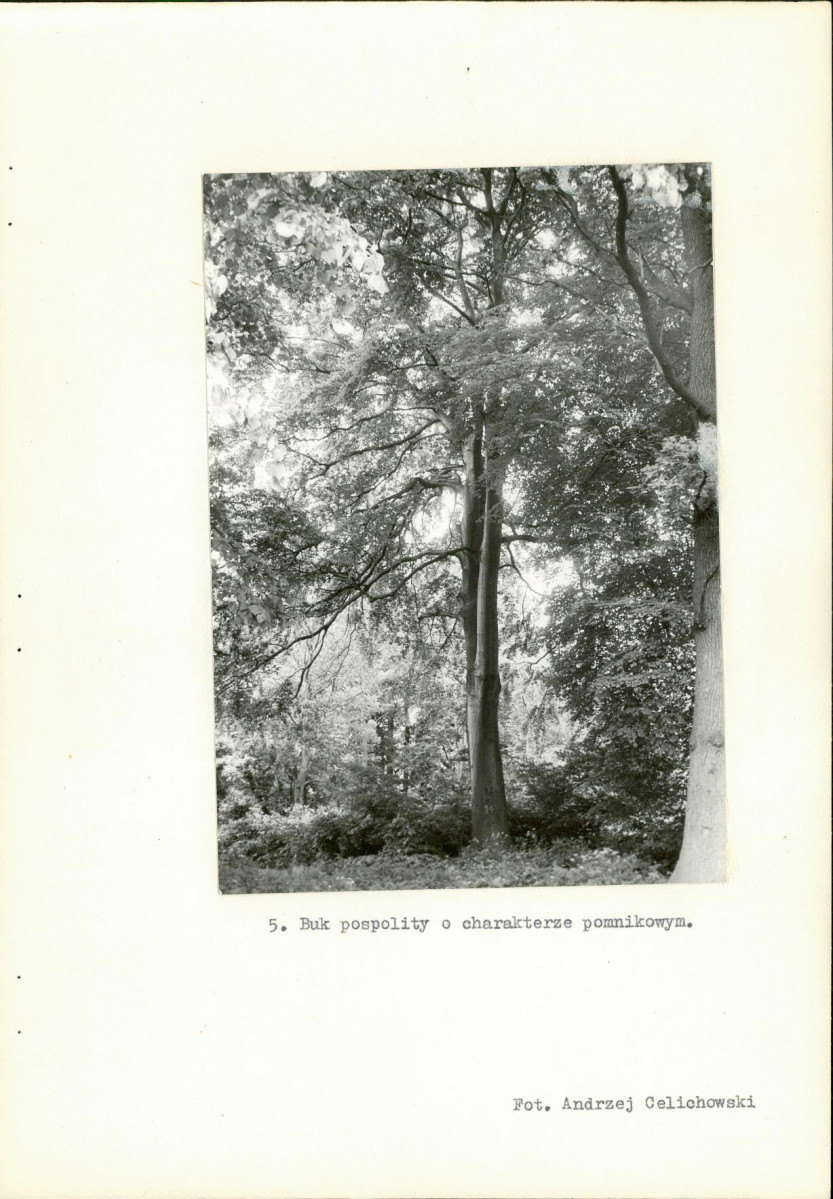 Ewidencja parkowa, skan nr 28