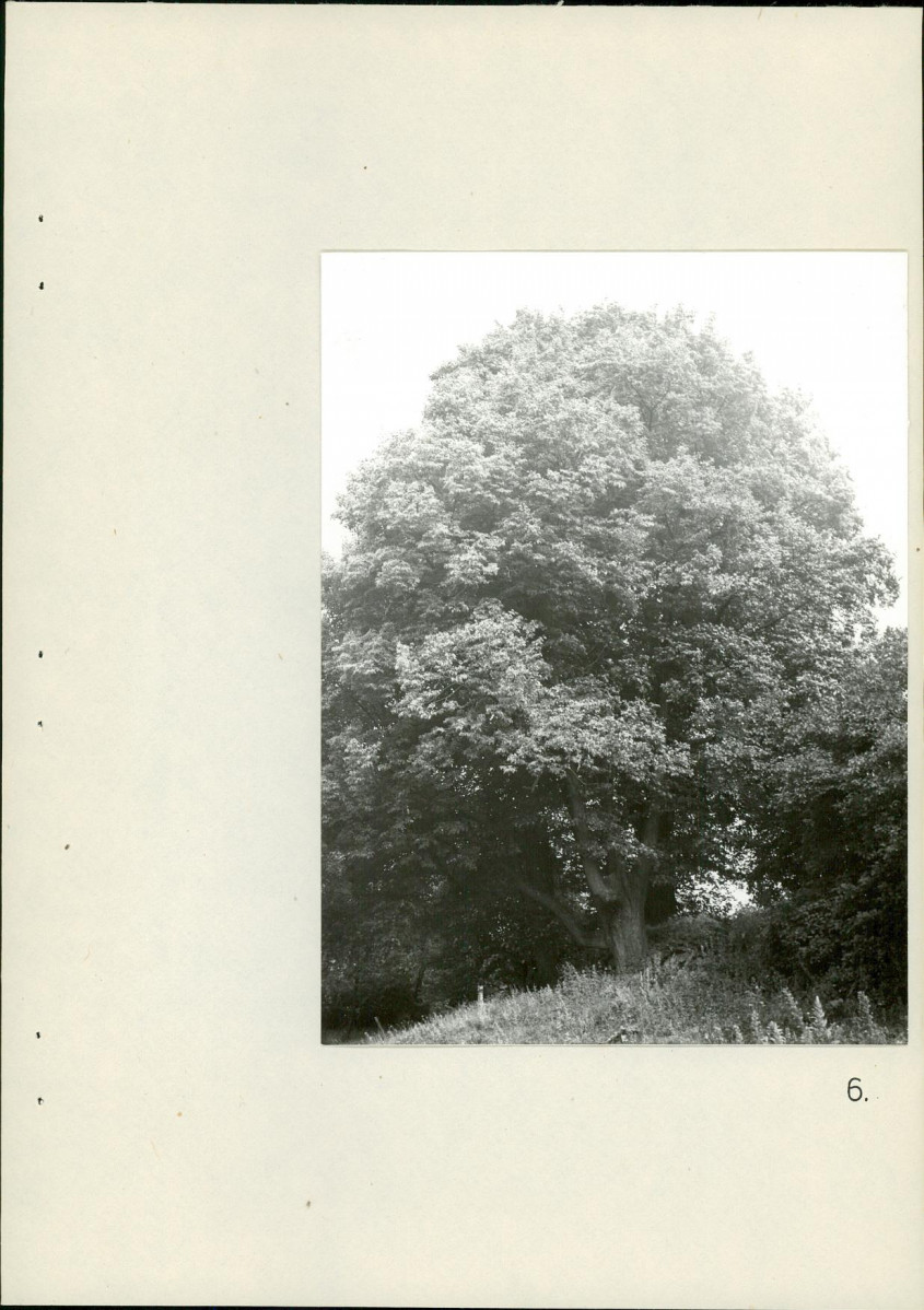 Ewidencja parkowa, skan nr 28