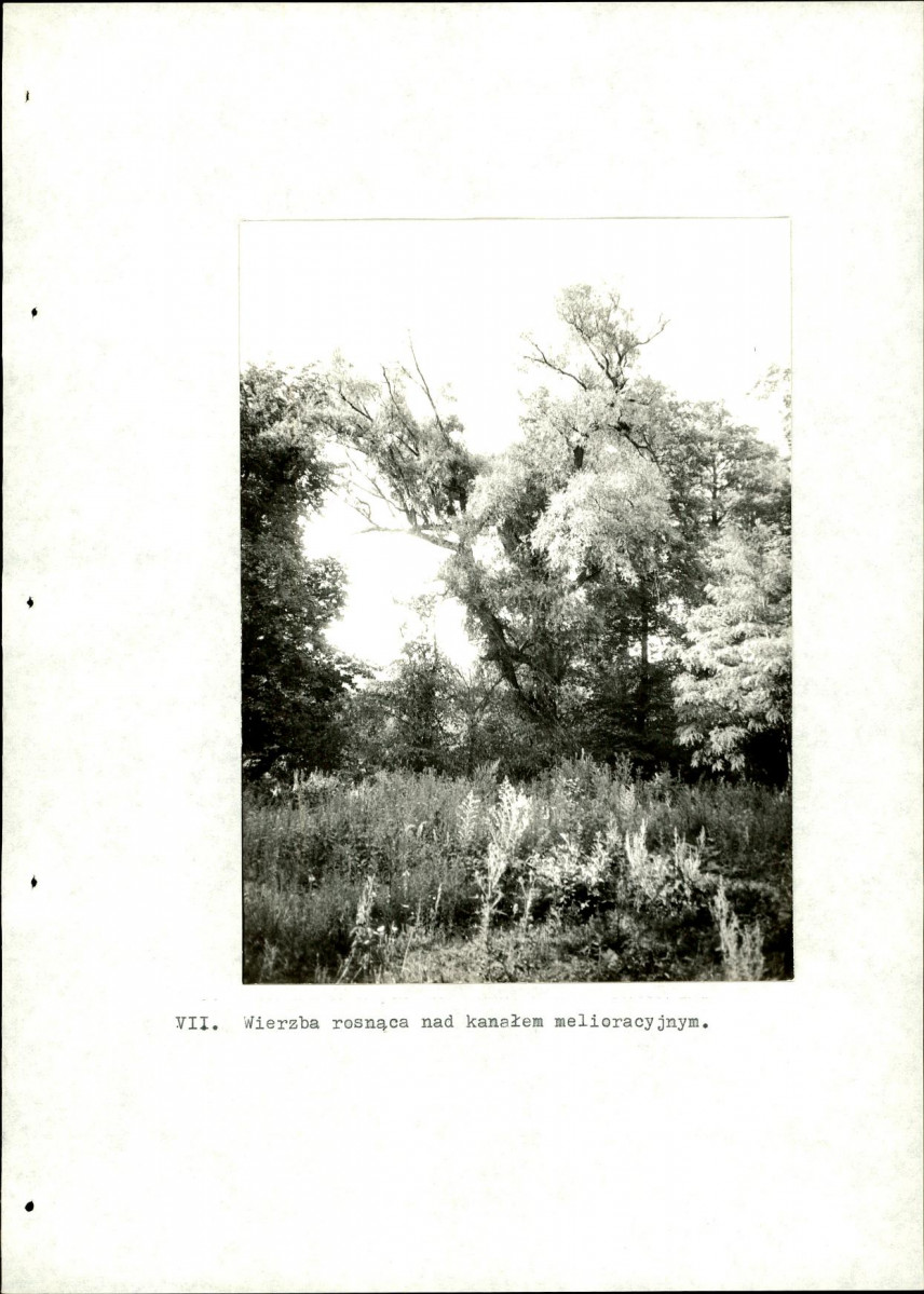 EP - Ewidencja parkowa, skan nr 43