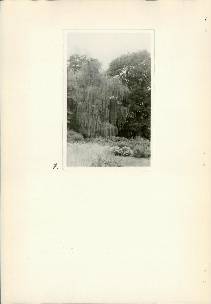 Ewidencja parkowa, skan nr 16