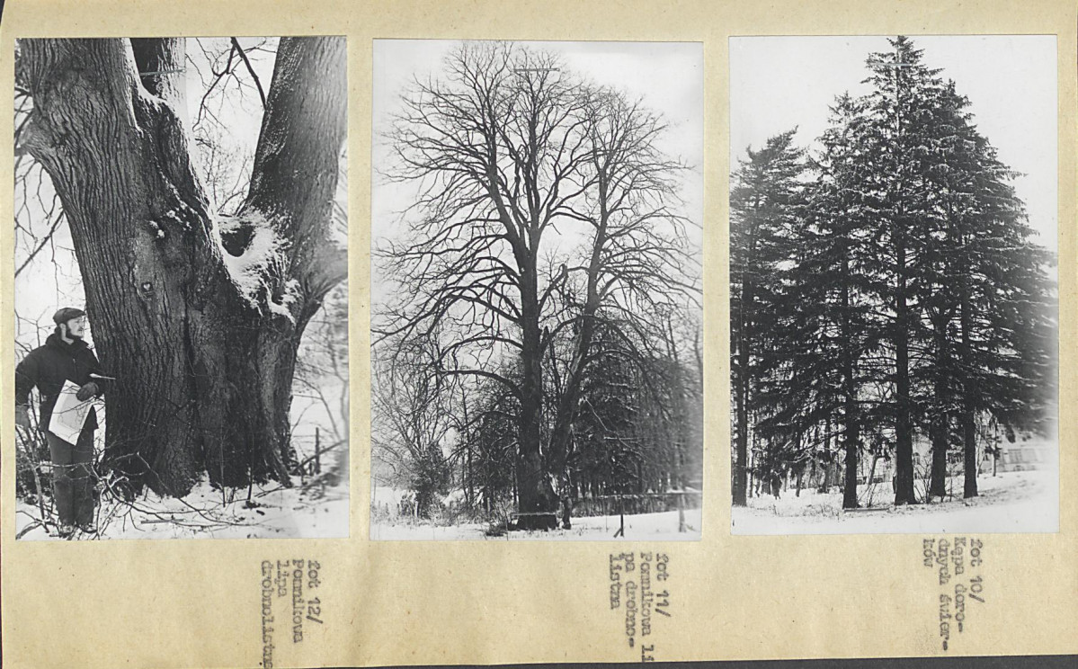 Ewidencja parkowa, skan nr 21