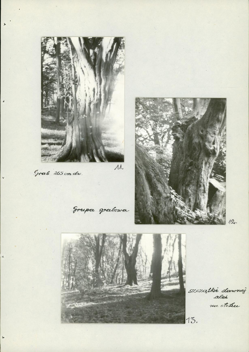 EP - Ewidencja parkowa, skan nr 26