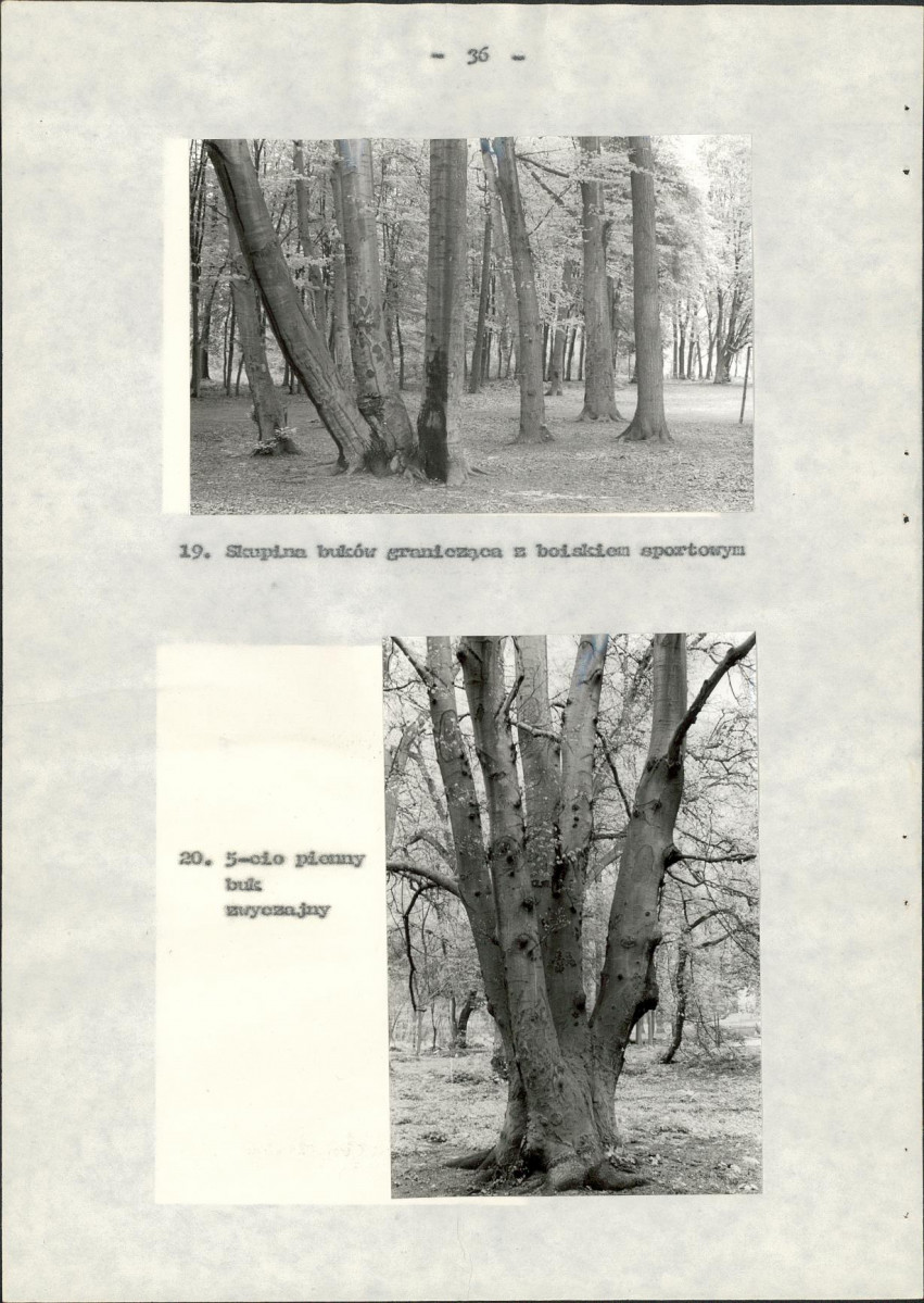 Ewidencja parkowa, skan nr 43