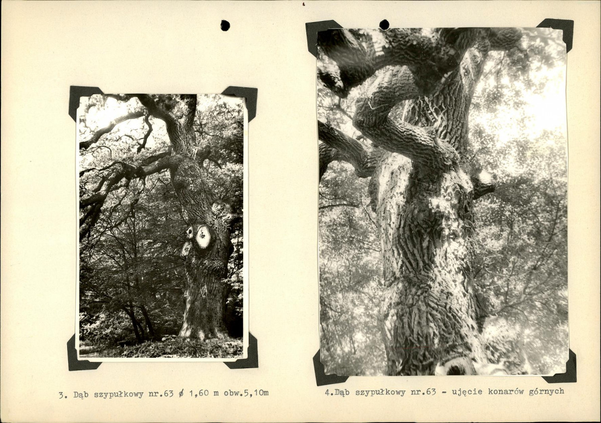 Ewidencja parkowa, skan nr 32