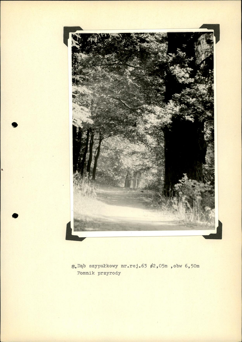 Ewidencja parkowa, skan nr 36