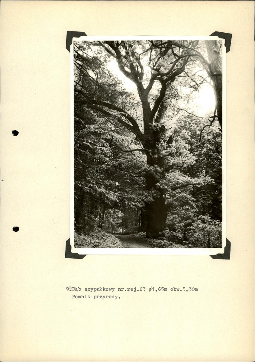 Ewidencja parkowa, skan nr 37