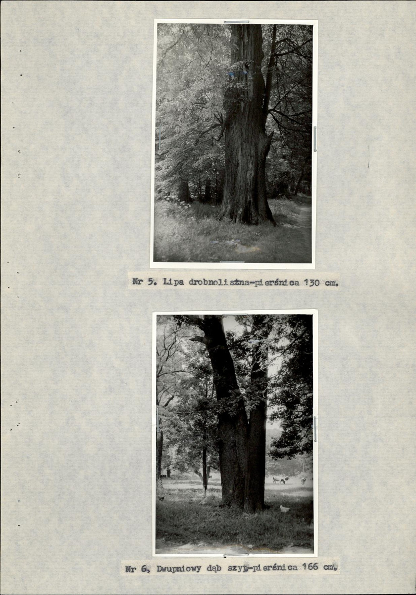 Ewidencja parkowa, skan nr 25