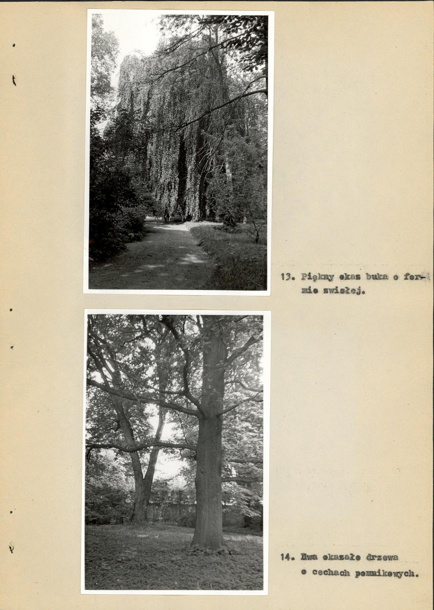 Ewidencja parkowa, skan nr 36