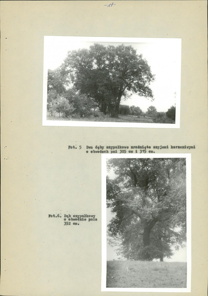 Ewidencja parkowa, skan nr 23