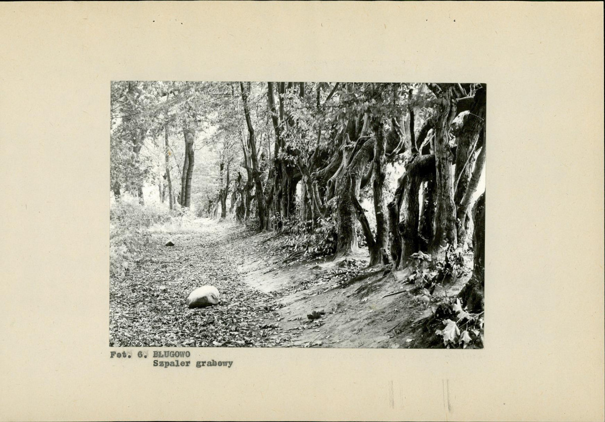Ewidencja parkowa, skan nr 25