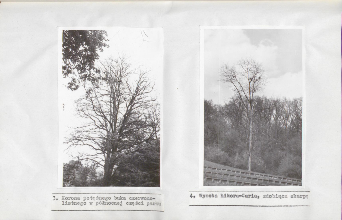 Ewidencja parkowa, skan nr 30