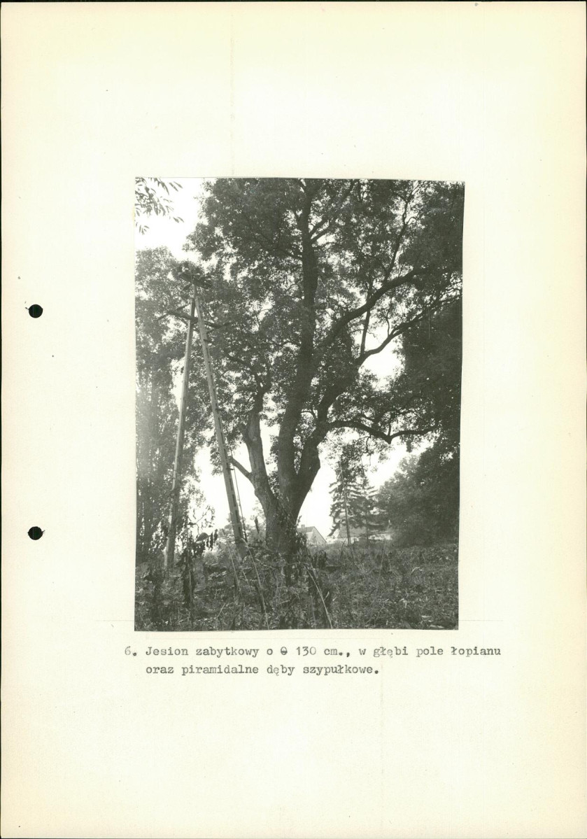EP - Ewidencja parkowa, skan nr 26