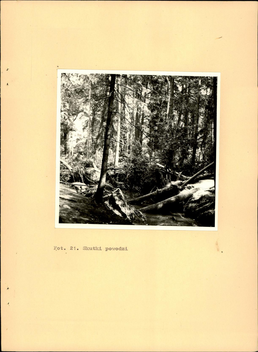 EP - Ewidencja parkowa, skan nr 60