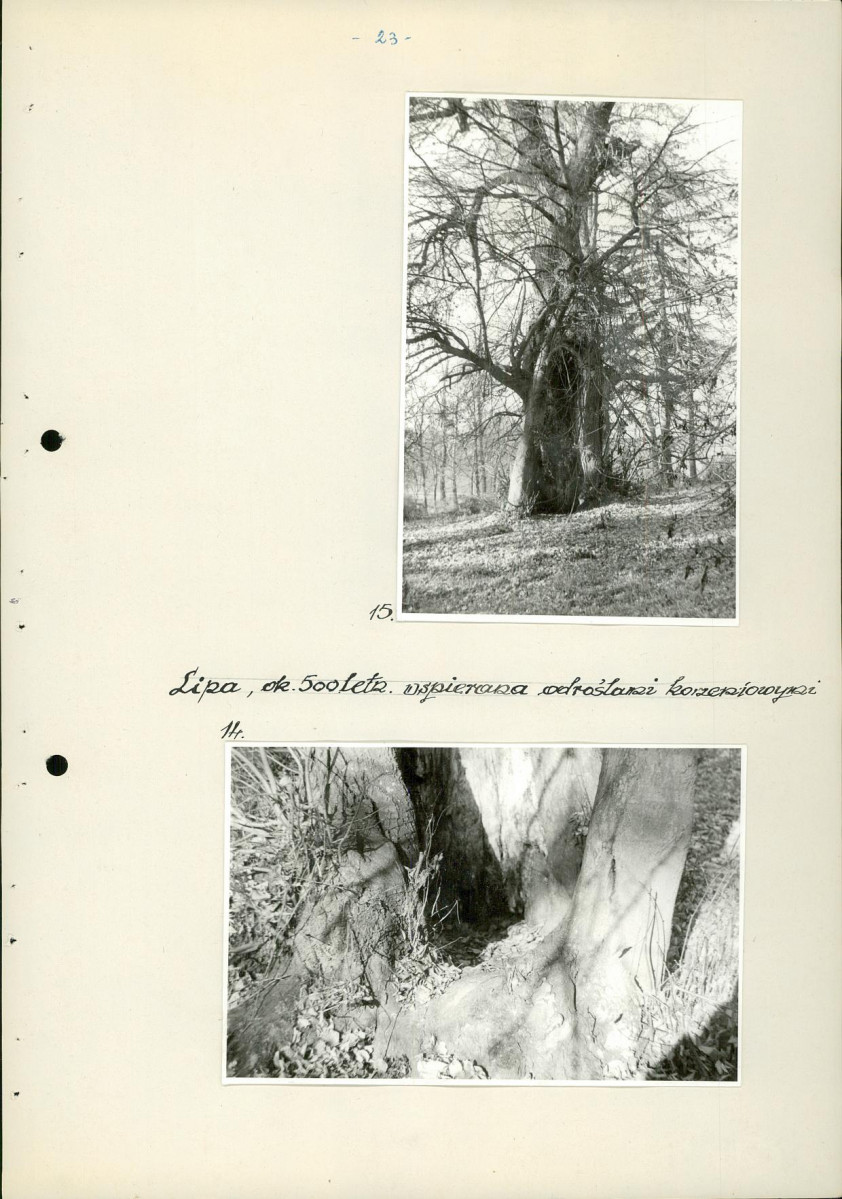 Ewidencja parkowa, skan nr 29