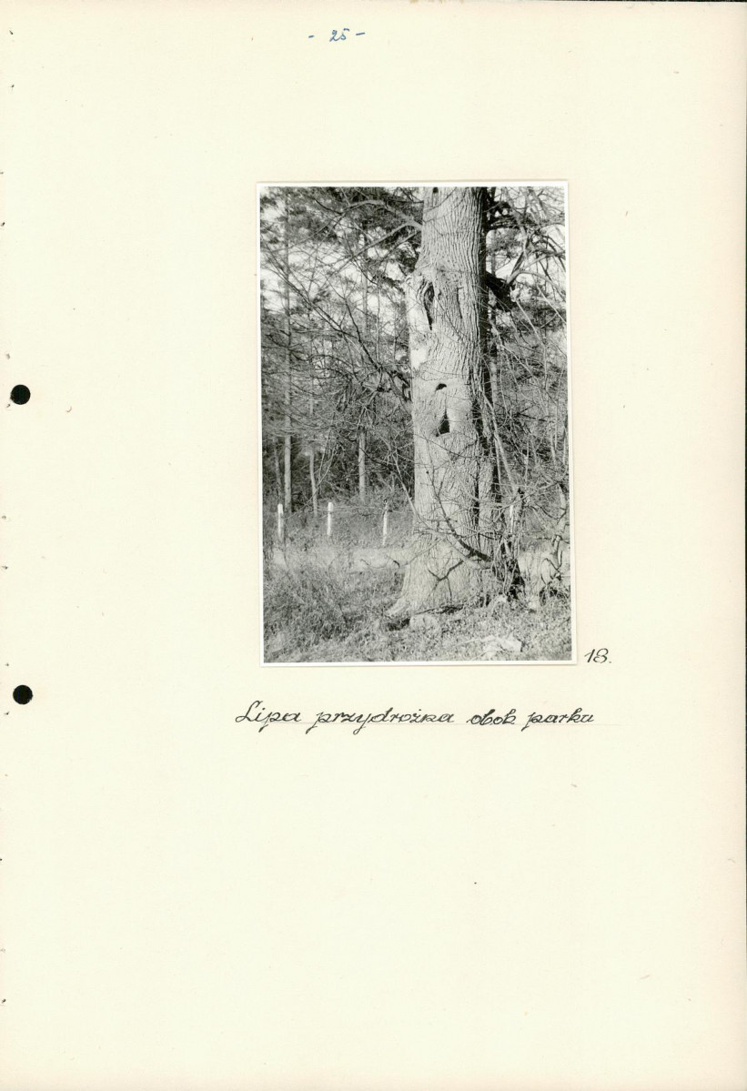 Ewidencja parkowa, skan nr 31