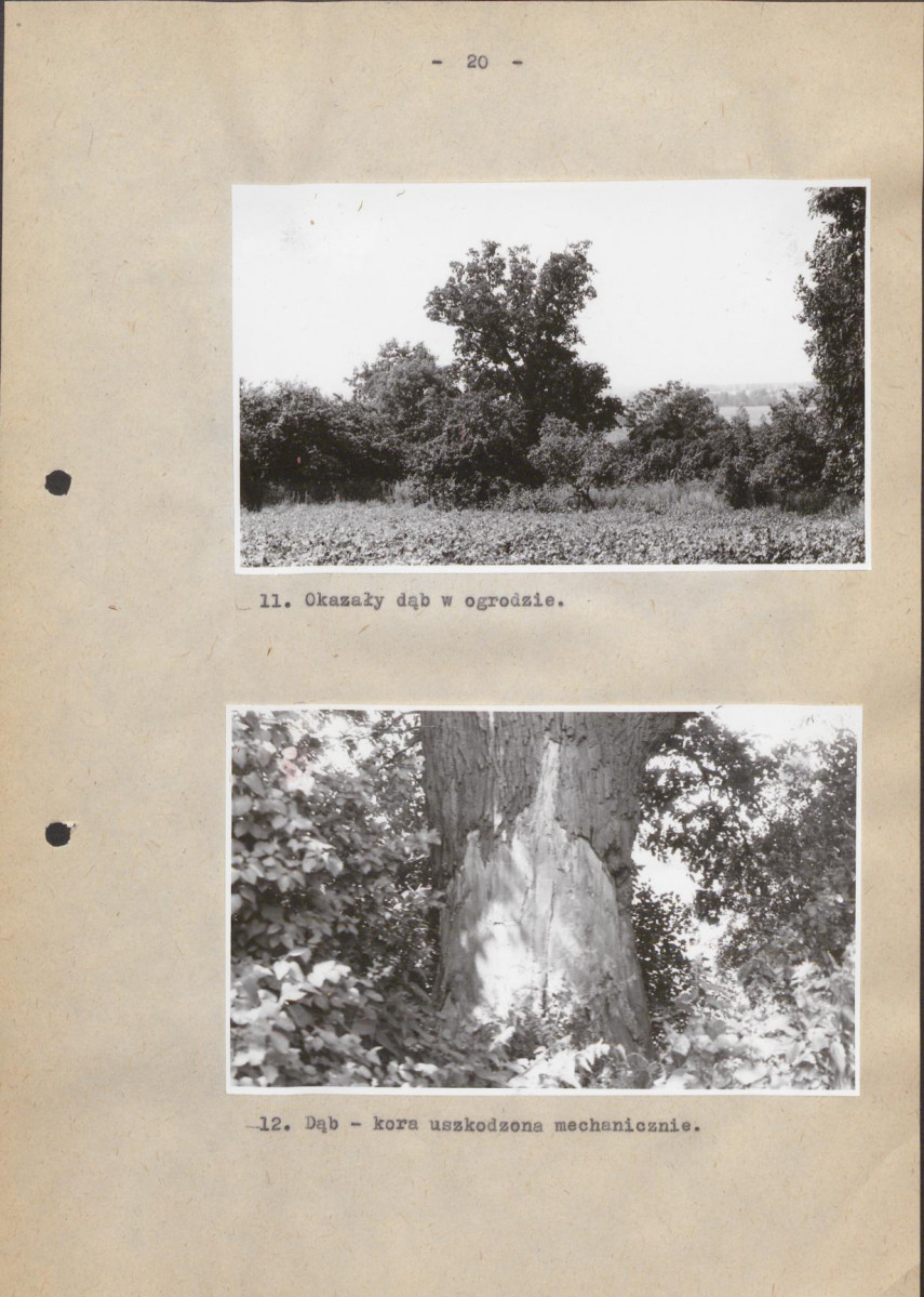 Ewidencja parkowa, skan nr 29