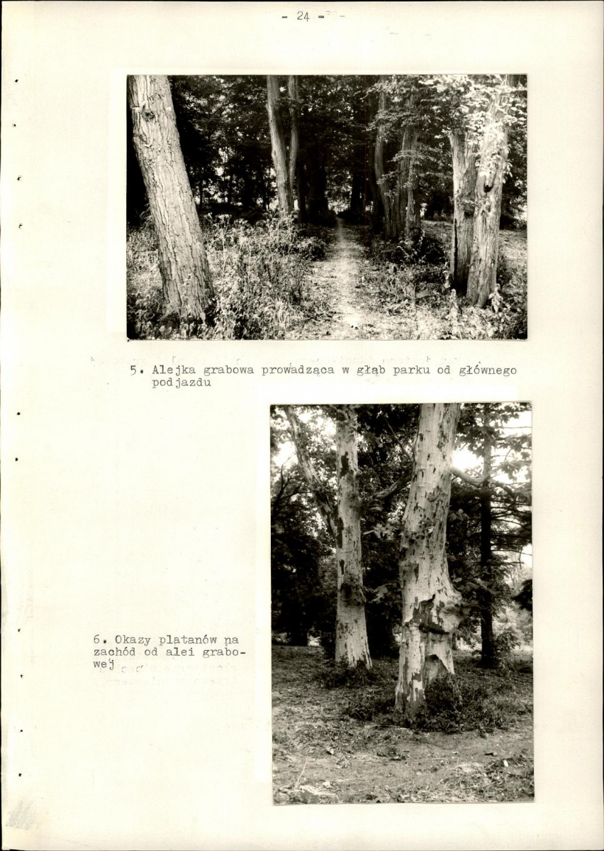 Ewidencja parkowa, skan nr 32