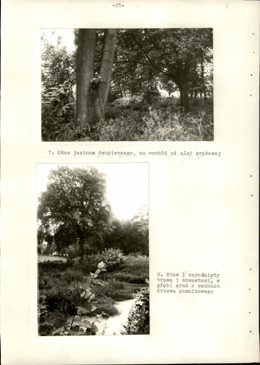 Ewidencja parkowa, skan nr 33