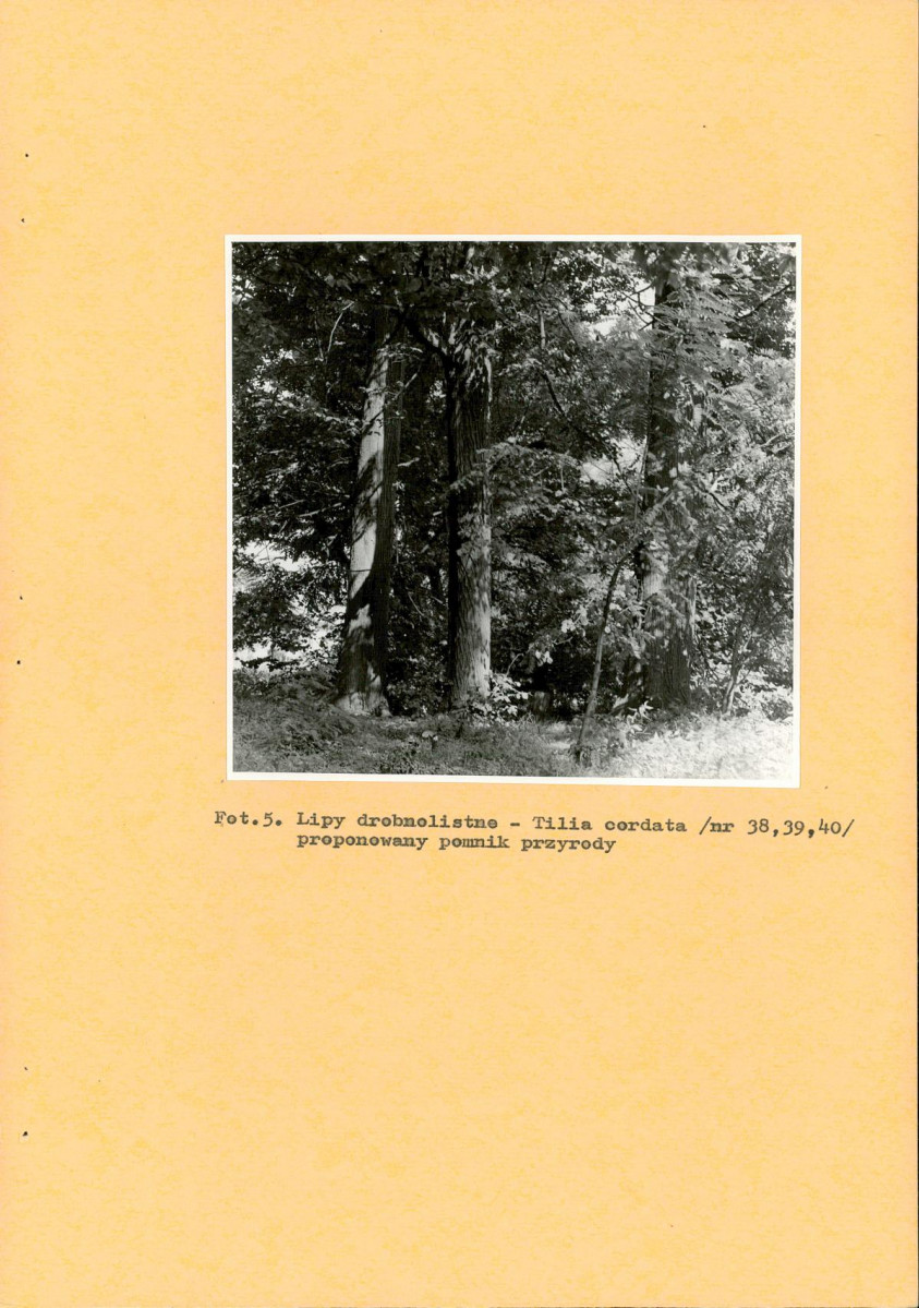 EP - Ewidencja parkowa, skan nr 28