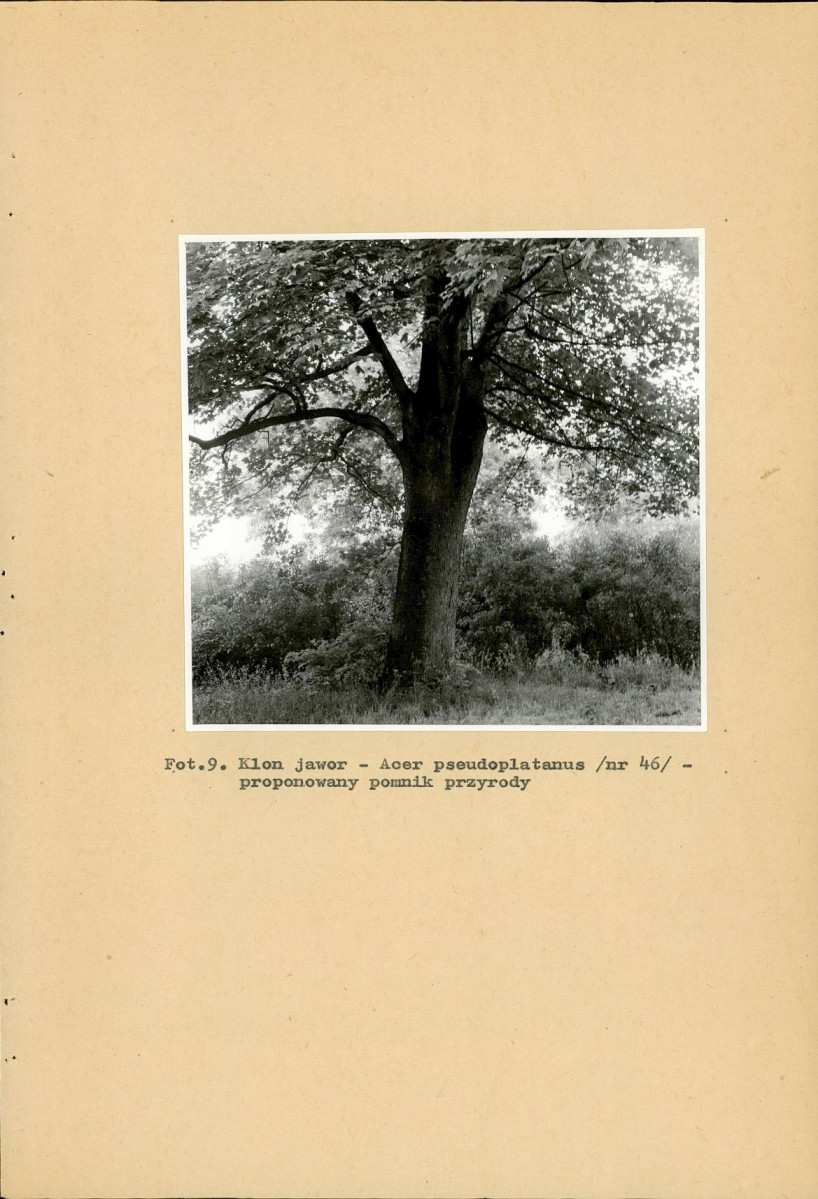 EP - Ewidencja parkowa, skan nr 40