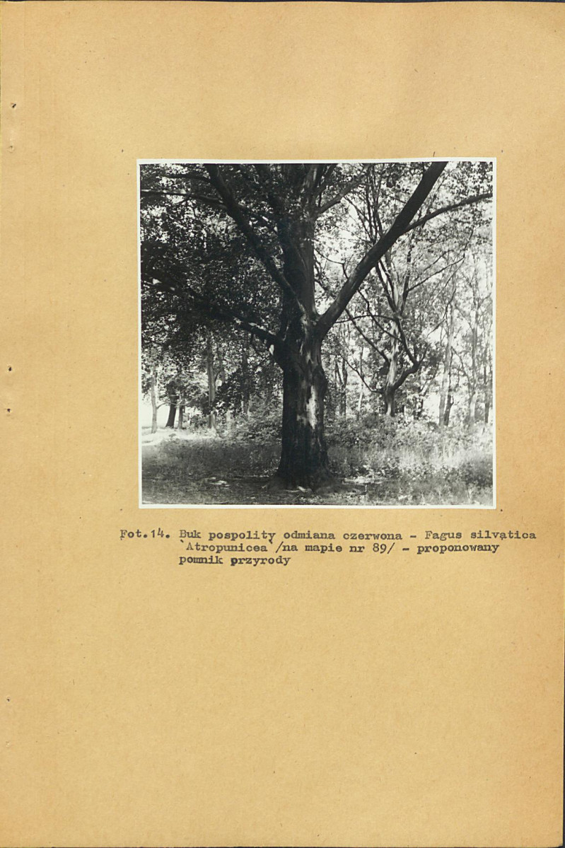 EP - Ewidencja parkowa, skan nr 40
