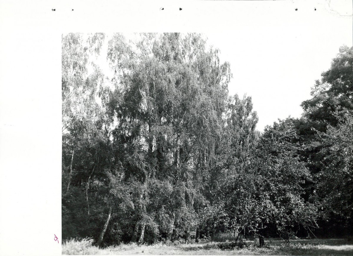 Ewidencja parkowa, skan nr 44