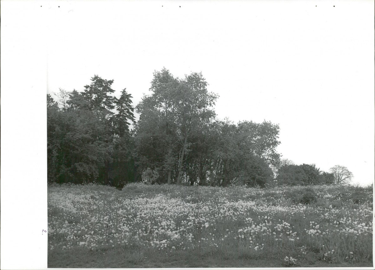 Ewidencja parkowa, skan nr 35