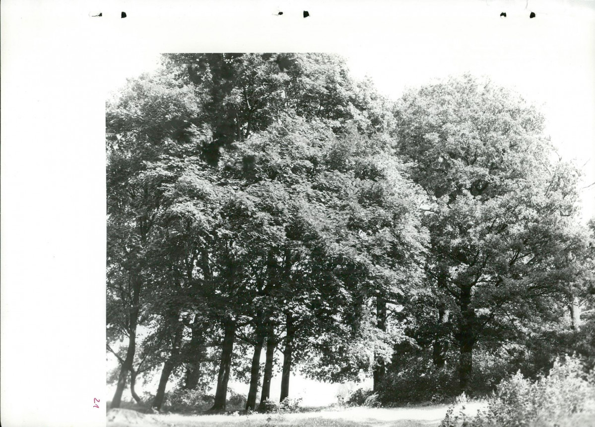 Ewidencja parkowa, skan nr 50