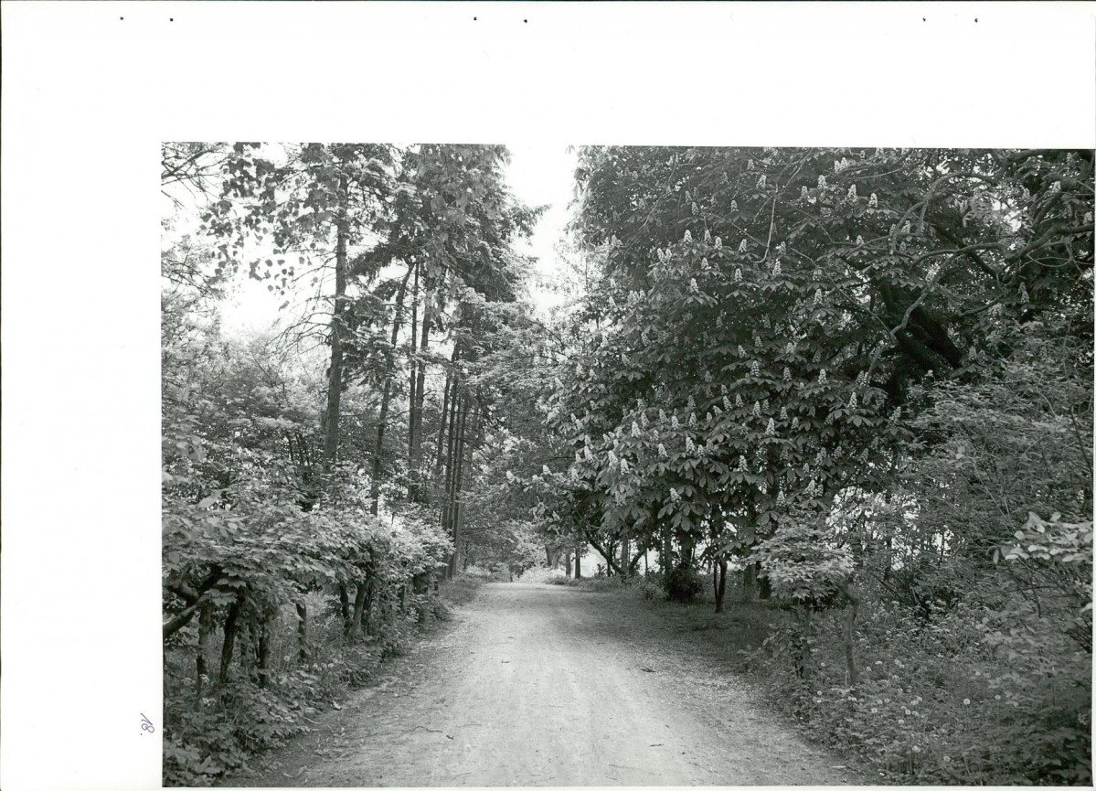 Ewidencja parkowa, skan nr 52