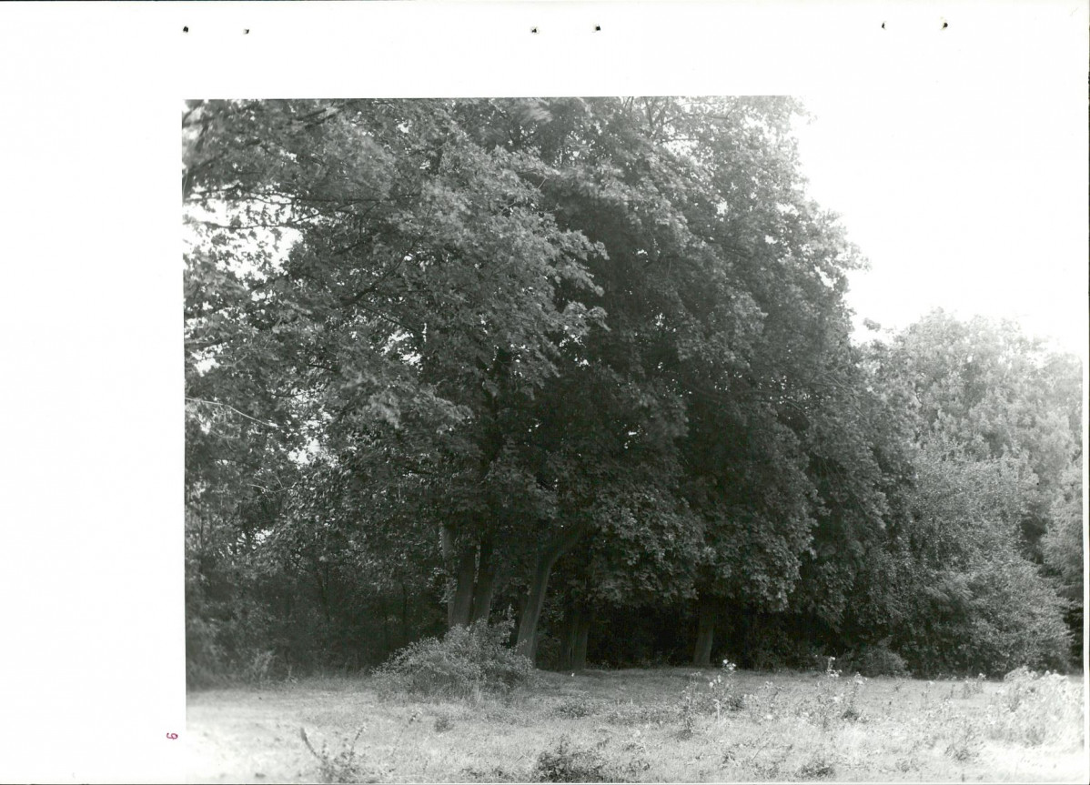Ewidencja parkowa, skan nr 39