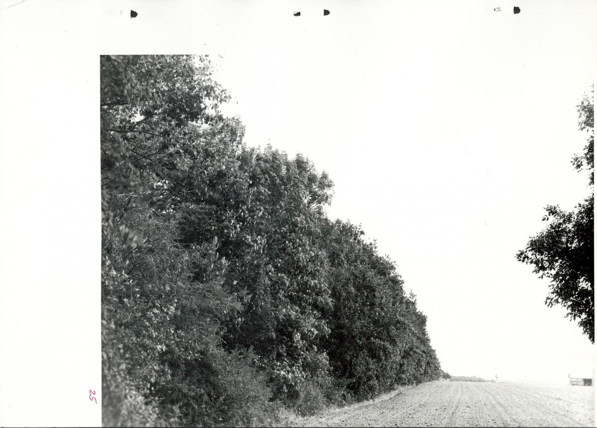 Ewidencja parkowa, skan nr 54