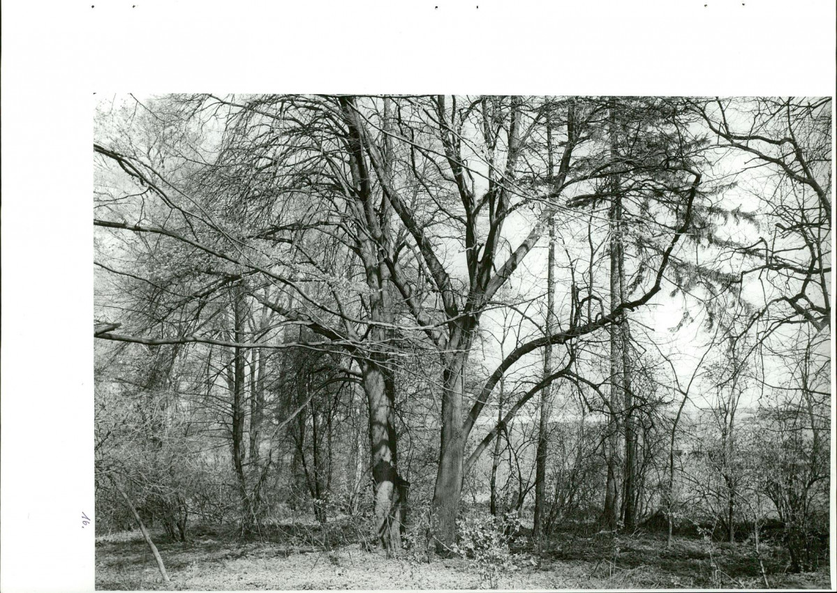 Ewidencja parkowa, skan nr 50