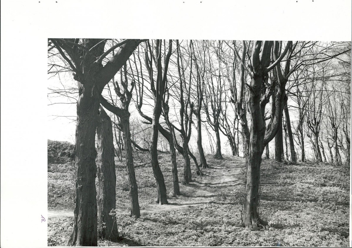 Ewidencja parkowa, skan nr 52