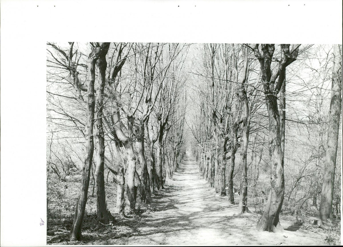 Ewidencja parkowa, skan nr 54