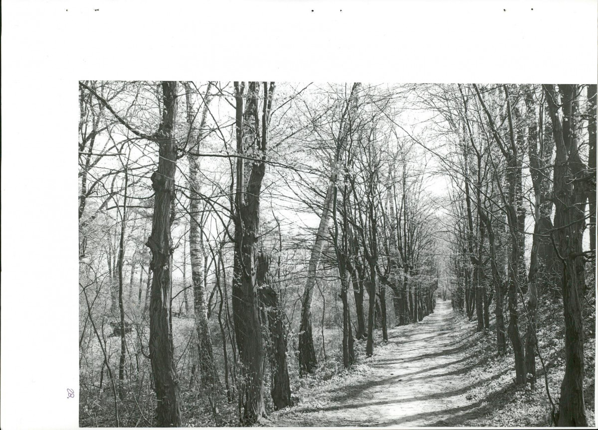 Ewidencja parkowa, skan nr 63