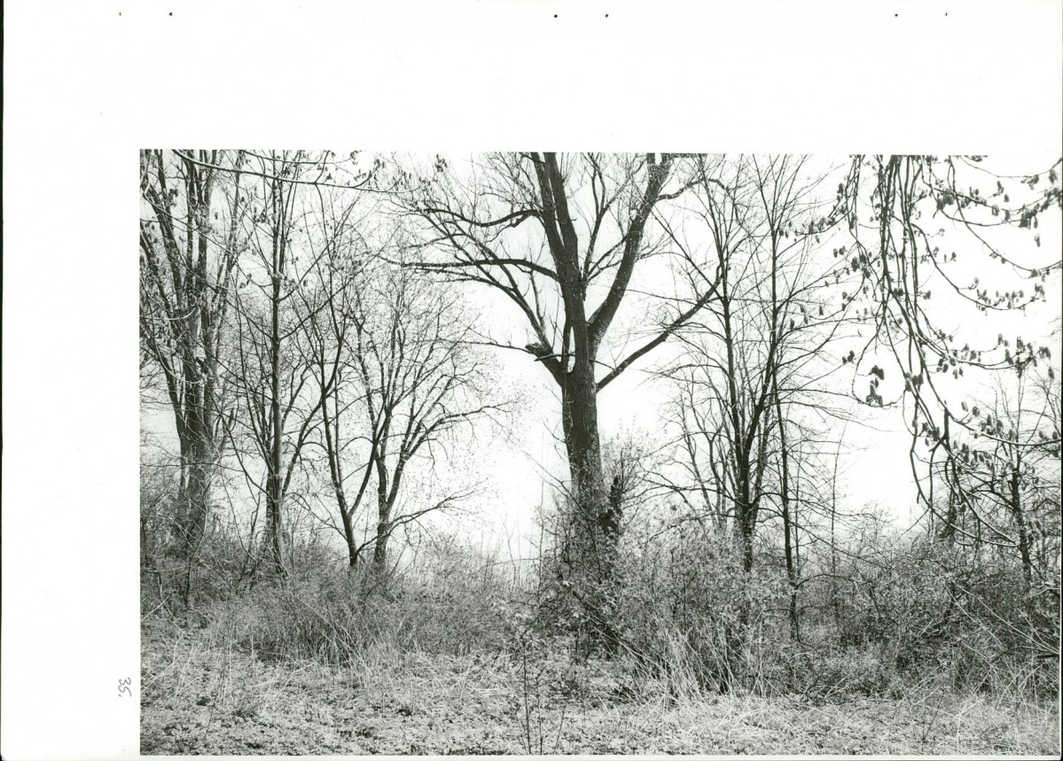 Ewidencja parkowa, skan nr 70