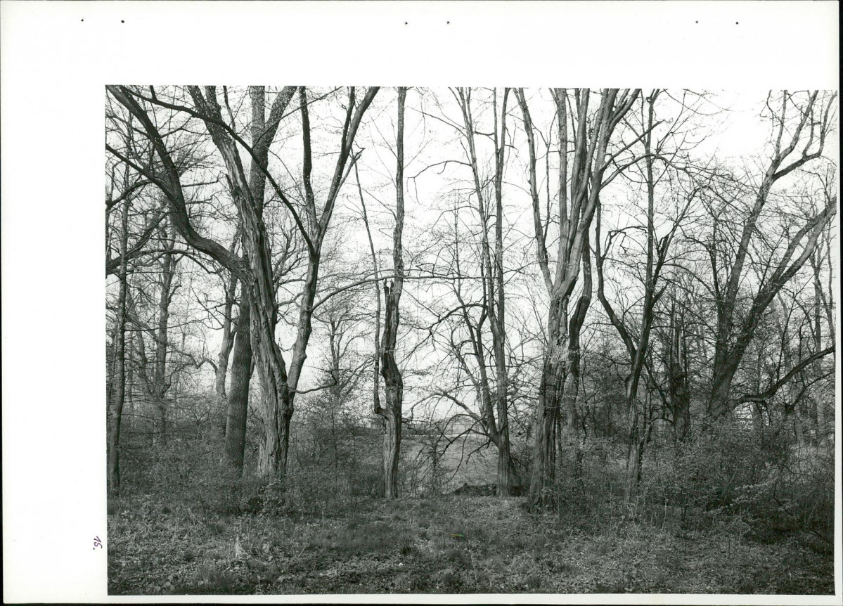Ewidencja parkowa, skan nr 51