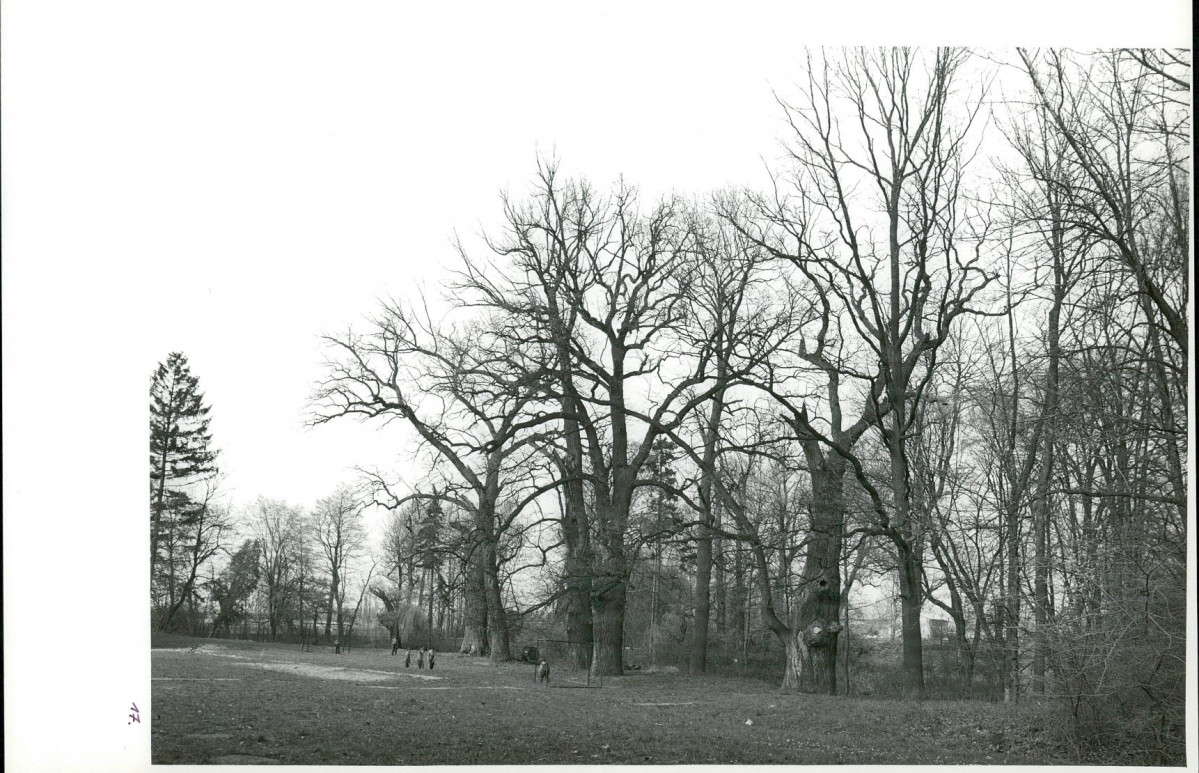 Ewidencja parkowa, skan nr 53