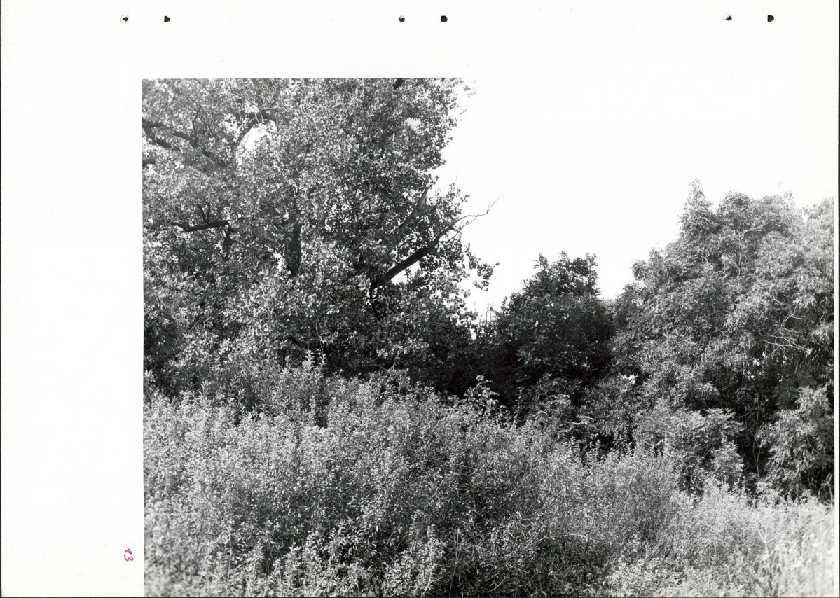 Ewidencja parkowa, skan nr 43