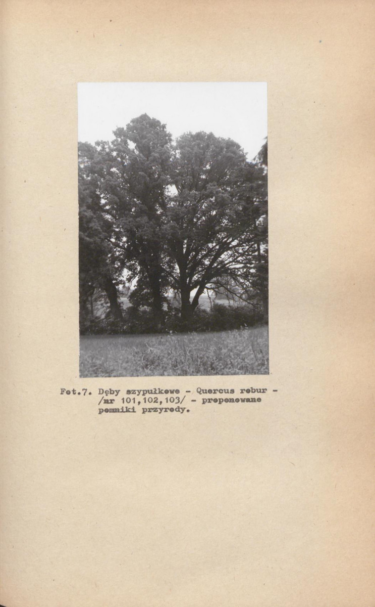 EP - Ewidencja parkowa, skan nr 36