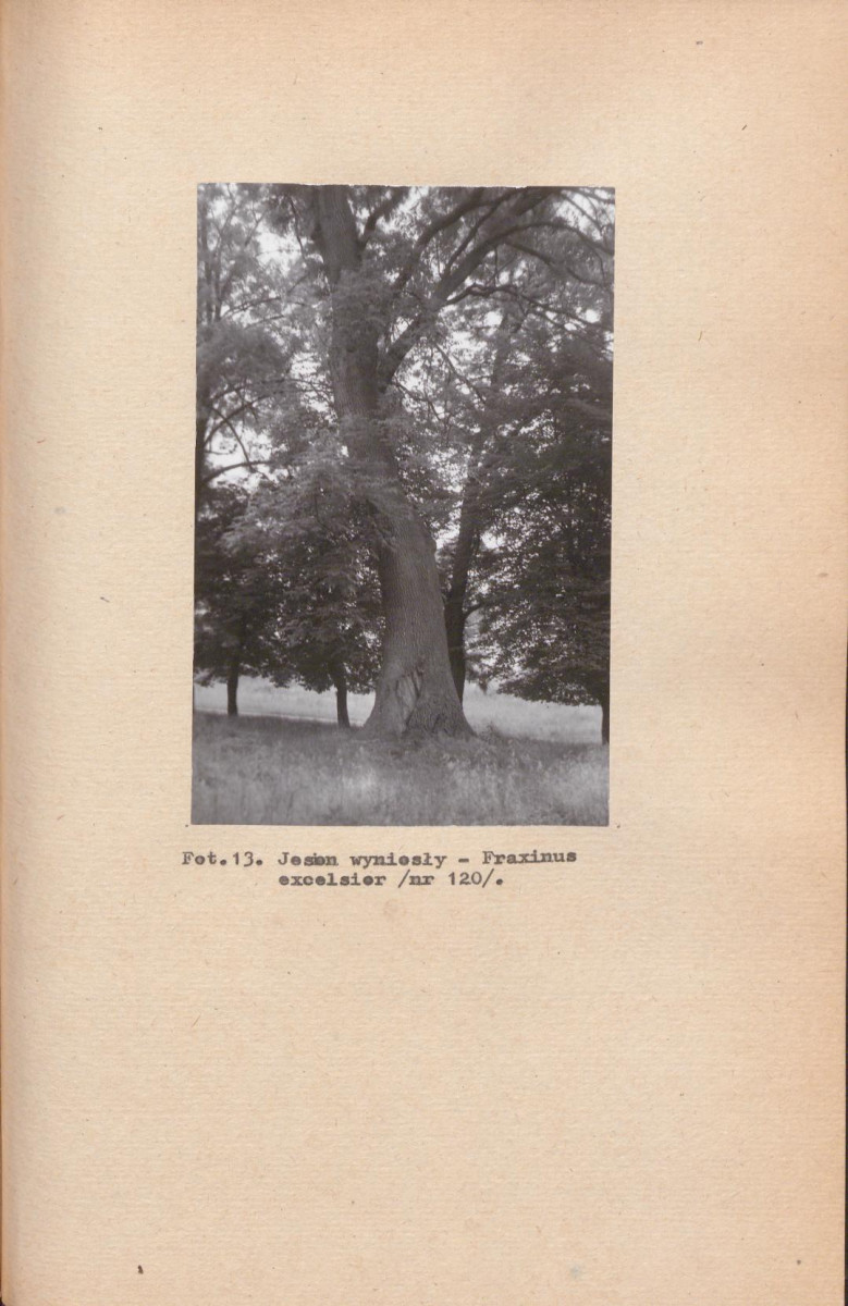 EP - Ewidencja parkowa, skan nr 41