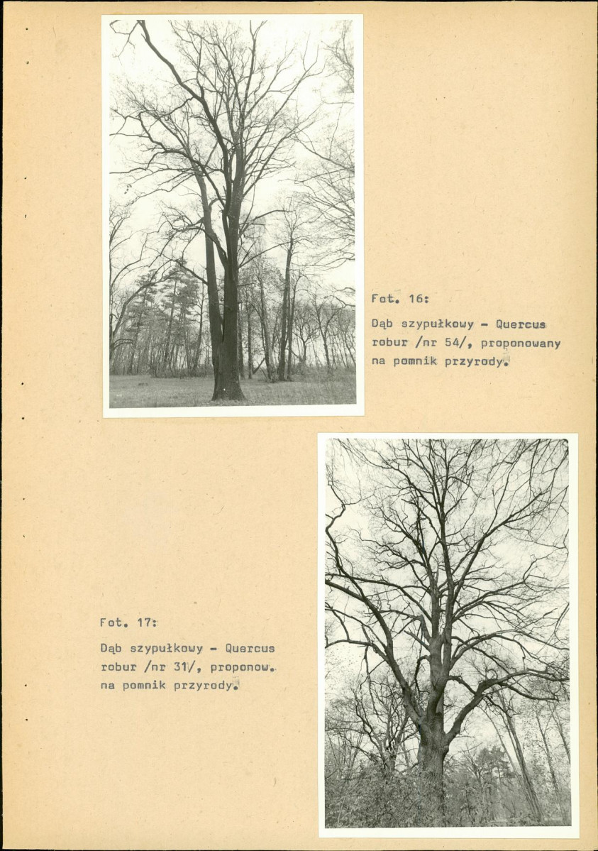 EP - Ewidencja parkowa, skan nr 49