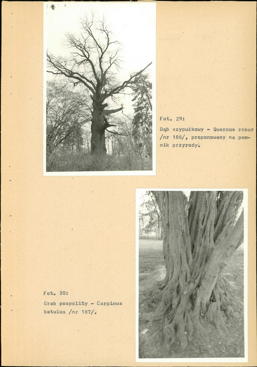 EP - Ewidencja parkowa, skan nr 56