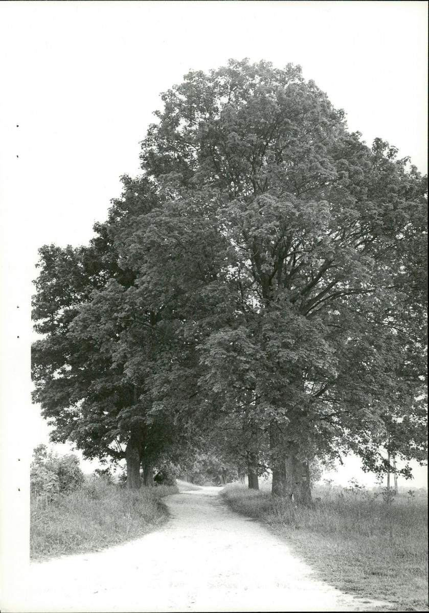 Ewidencja parkowa, skan nr 23