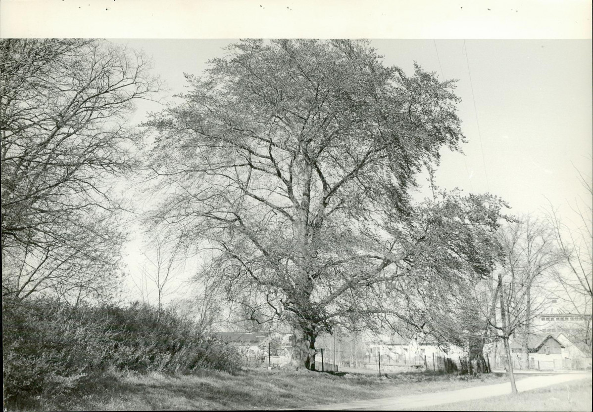 Ewidencja parkowa, skan nr 59