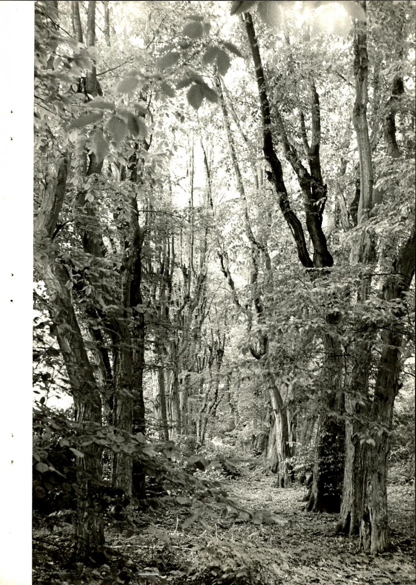 Ewidencja parkowa, skan nr 27