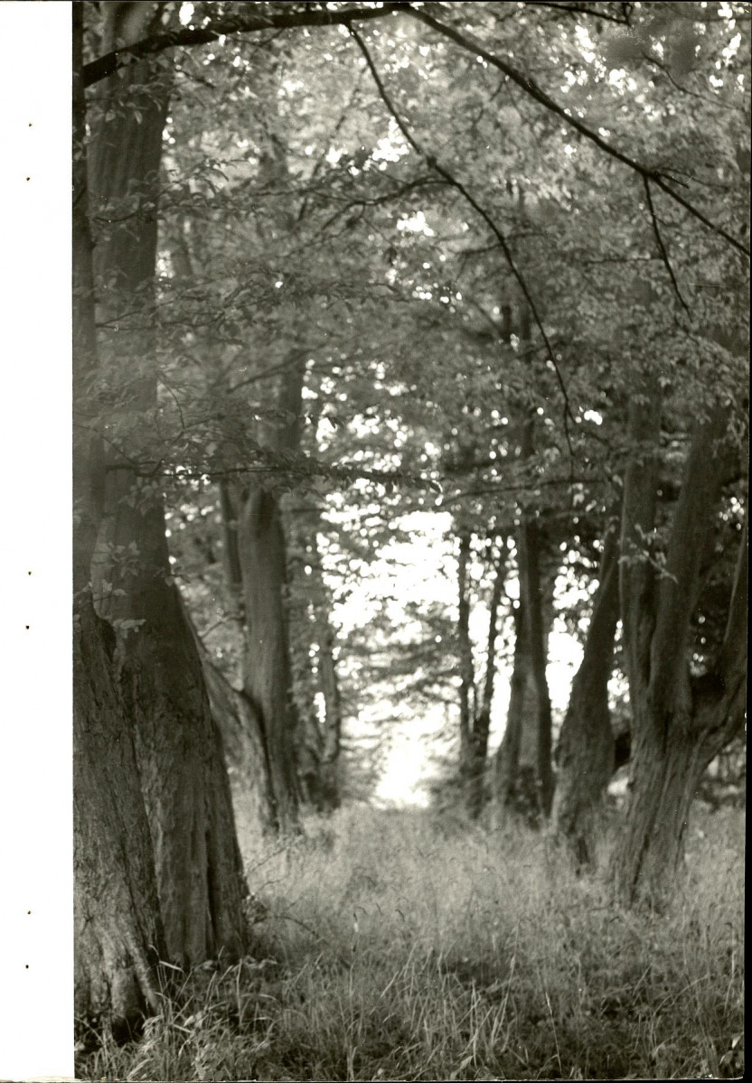 Ewidencja parkowa, skan nr 24