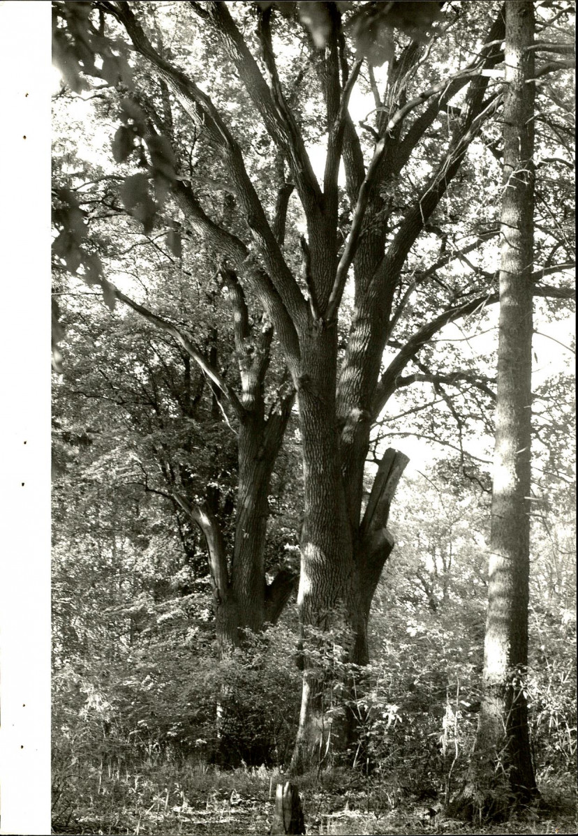 Ewidencja parkowa, skan nr 26
